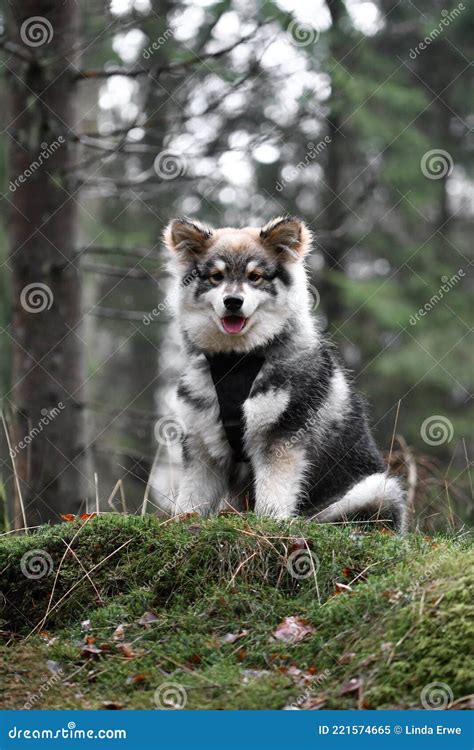 Portrait Of A Young Puppy Finnish Lapphund Dog Stock Image Image Of