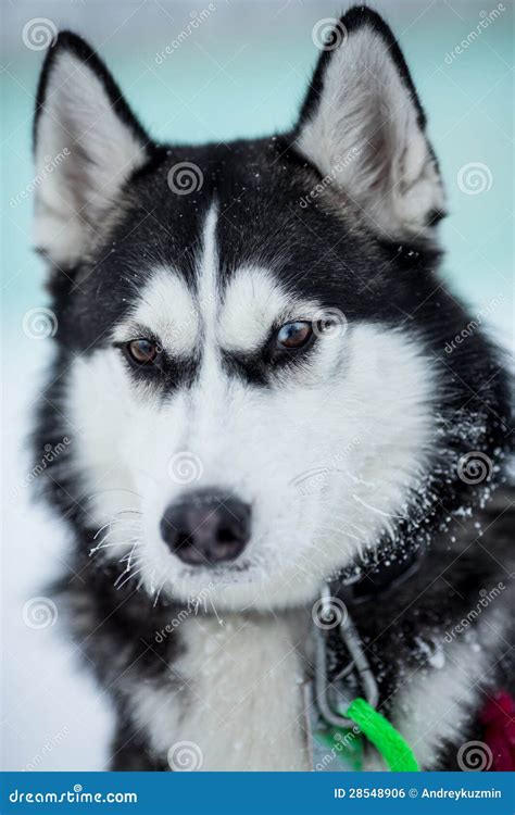 Siberian Husky Dog Portrait Stock Photo Image Of Husky Young 28548906