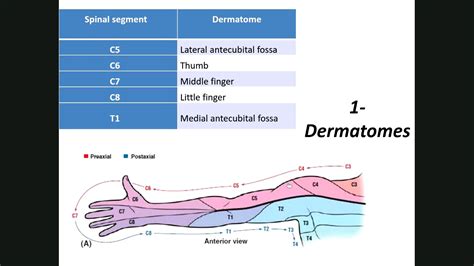 Dermatomes Myotomes Lower Limb 31 YouTube