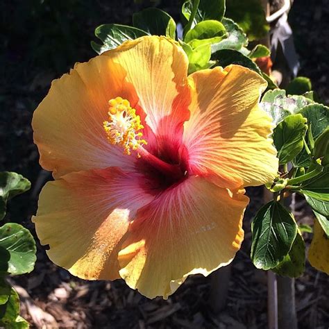 Hibiscus Flowers For Sale Near Me Pin By Jasmine Mueller On Flowers