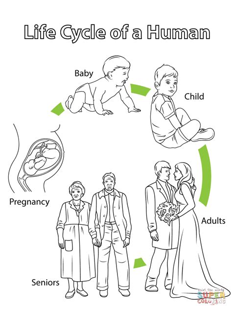 Life Cycle Of A Human Life Cycles Preschool Human Life Cycle Life