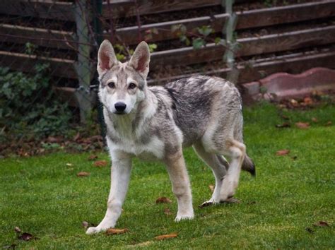 Fun German Shepherd Wolf Mix Facts For Kids Kidadl