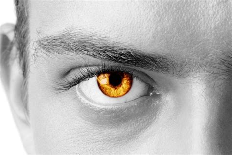 To understand the amber eye color, it may help to understand how eye color is determined in the first place. Learn About The Origin of Amber Eyes in People | Guy ...