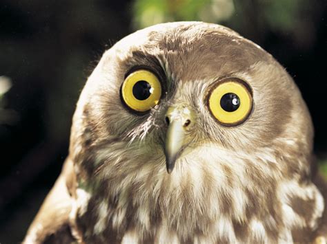 Owls That Accidentally Saw You Naked