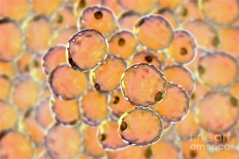 Human Fat Cells Photograph By Kateryna Konscience Photo Library