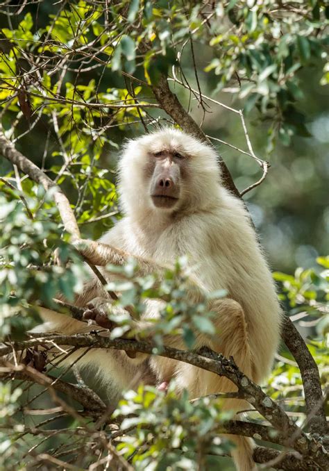 Albino Monkeys How Common Are White Monkeys And Why Does It Happen