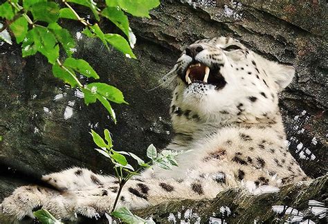 Snow Leopards At Marwell Marwell Ukzoo Flickr