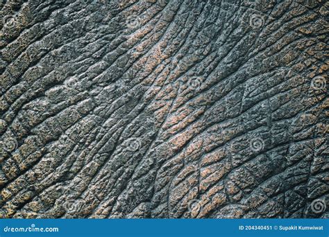 Dinosaur Skin Texture Stock Image Image Of Prehistoric 204340451