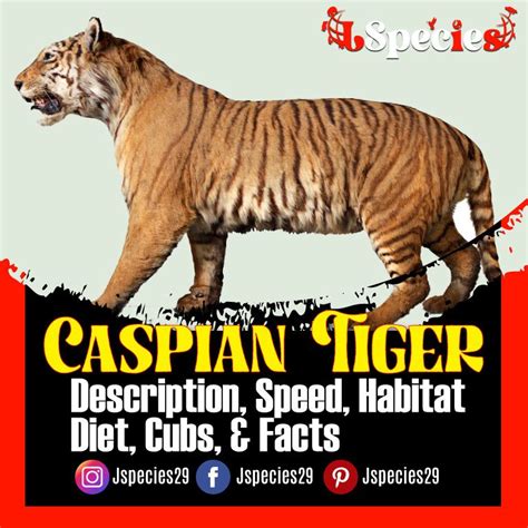 Caspian Tiger Description Diet Speed Habitat Cubs And Facts