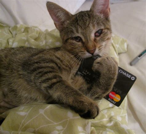 Student credit cards and young credit. 24 Ways Cats Are Better Than (Furless) Children | I Have Cat