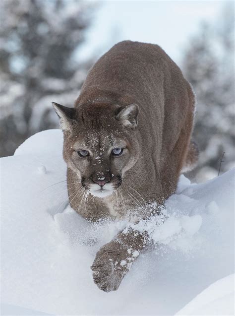 Mountain Lion In Winter Jim Zuckerman Photography And Photo Tours