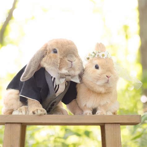 Meet Puipui The Worlds Most Stylish Bunny 9gag