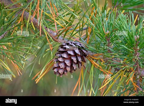Loblolly Pine Pinus Taeda Called Bull Pine And Old Field Pine Also