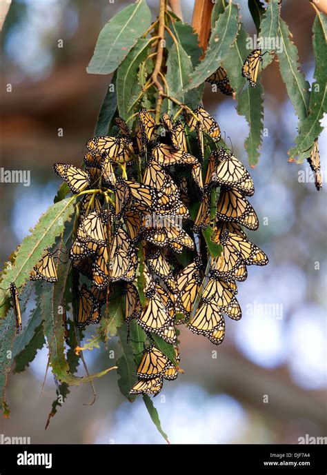 Monarch Butterflies Clustering Stock Photo Alamy