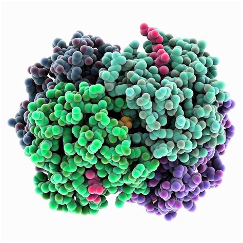 Glycated Human Haemoglobin Molecule Photograph By Laguna Design Science