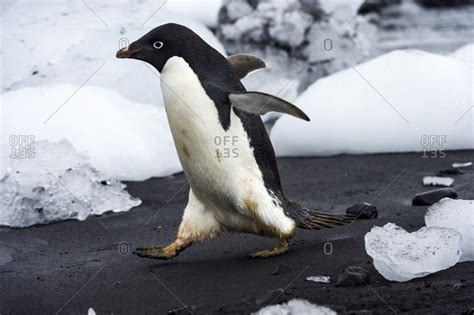 Penguin Run Stock Photos Offset