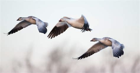 Eating Snow Geese How To Cook And Eat A Snow Goose