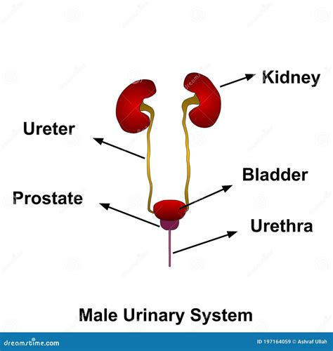 Structure Of Urinary System Urinary System Anatomy Isolated On White