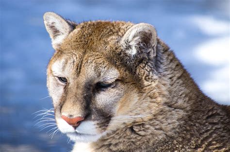 Cougars Wild Animals News And Facts