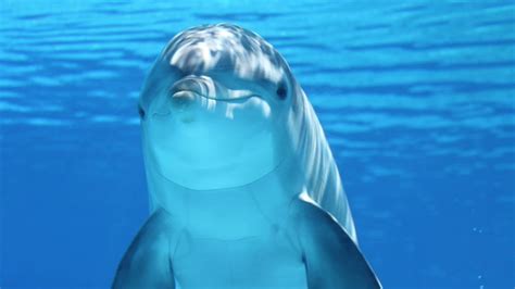Dolphin Singing Sound Effect Download Link Youtube