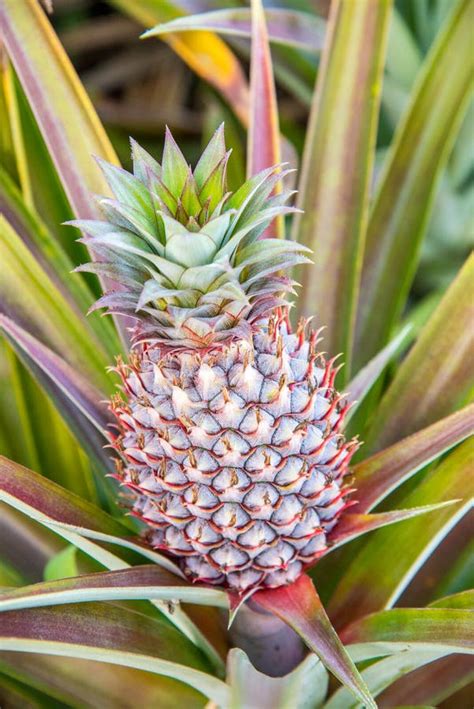 Fresh Tropical Pineapple On The Tree Stock Image Image Of Leaf
