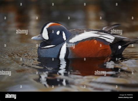 Educational Bird Photo Hi Res Stock Photography And Images Alamy