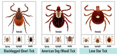What Do Ticks Look Like New York State Integrated Pest Management