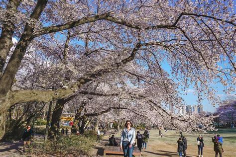 The Best Places To See Cherry Blossoms In Seoul 2022 Places To See