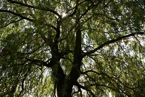 Willow Tree Free Stock Photo Public Domain Pictures