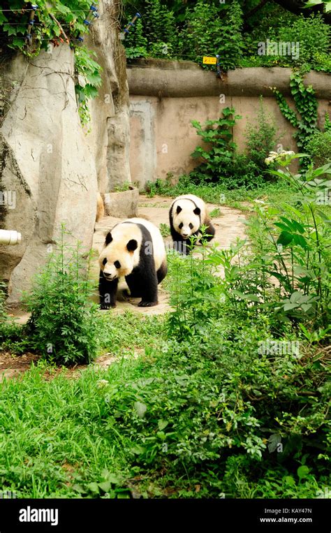 Giant Pandas At The Chengdu Research Base Of Giant Panda Breeding