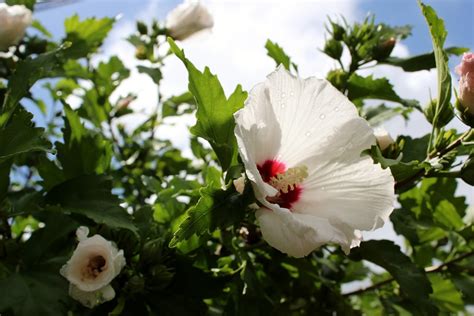 How To Grow Rose Of Sharon Growing And Caring For Rose Of Sharon