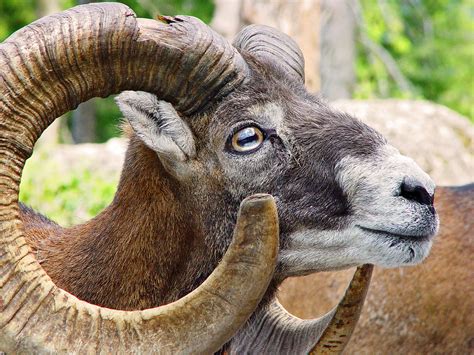 Mouflon Male Mouflon Taken In The Arth Goldau Zoo Tambako The