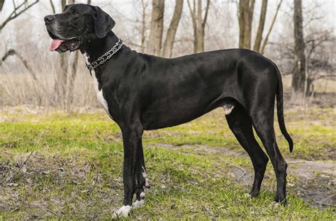 Best food ingredients for great danes. Great Danes with skin allergies - Dog food facts
