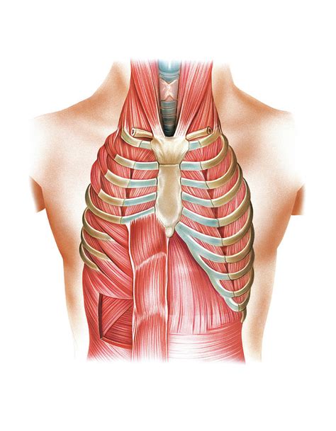 Respiratory Muscles Photograph By Asklepios Medical Atlas Fine Art