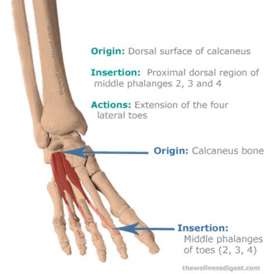 Extensor Digitorum Brevis Muscle Pain In The Top Of The Foot The Wellness Digest