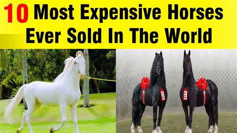 10 Most Expensive Horses Ever Sold In The World Semental Nukra I