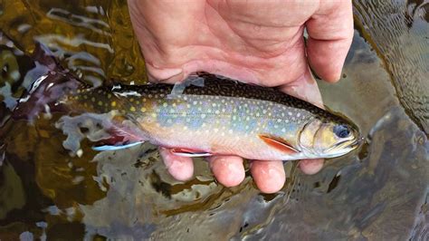 Stop Michigan Dnr From Doubling Bag Limit On Brook Trout Bridge Magazine