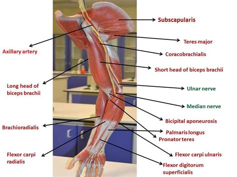 Fig Upper Limb Anterior View Axillary Nerve Ulnar Nerve Biceps Brachii Median Nerve
