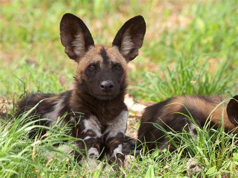 Siberian husky puppies are born with floppy ears, which usually become erect as they mature. Big Ear Puppy | African Wild Dog puppy resting and listening… | Flickr