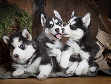 Wolf dog puppy for sale in tampa for $1500 that was born on tuesday, august 25, 2015 posted by wolf dogs. Husky Abandonment Is Turning into a Serious Problem