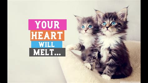Your Heart Will Melt Very Cute Cats Video Youtube