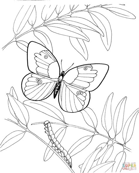 Dibujo De La Oruga Y La Mariposa Para Colorear Dibujos Para Colorear
