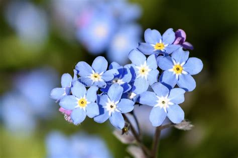 Beautiful Pale Blue Flowers Stock Image Image Of Abstract Organic