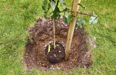 A Step By Step Guide To Planting Fruit Trees Correctly
