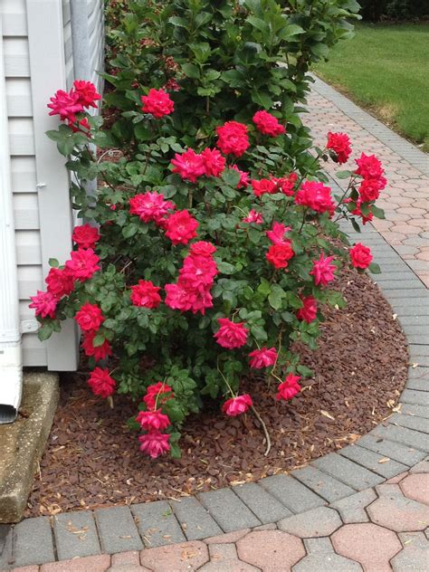 Double Red Knockout Roses In The First Full Bloom Rock Garden