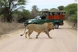 Photos of Safari Kruger National Park