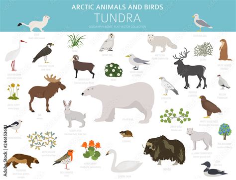 Tundra Biome Terrestrial Ecosystem World Map Arctic Animals And Birds