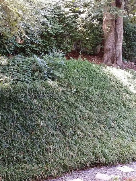 A Hillside Garden With Ground Cover Plants Ground Cover Plants