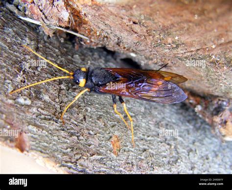 Giant Woodwasp Banded Horntail Or Greater Horntail Urocerus Gigas