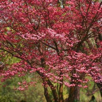 There are several perennial flowers native to zone 4 areas that are hardy even in the coldest of winters. Growing Zone 6 Trees | Fast Growing Trees | Dogwood trees ...